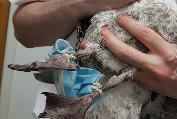  Saiba o perigo e os riscos do descarte irregular de máscaras 