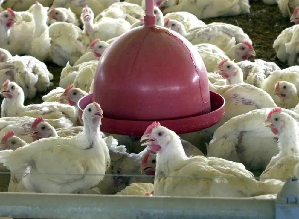 China suspende importações de frango brasileiro após casos de gripe aviária