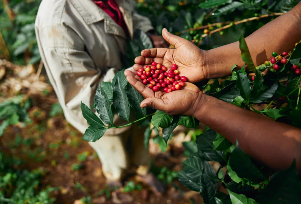 Produção de café no Brasil deve sofrer queda em 2025