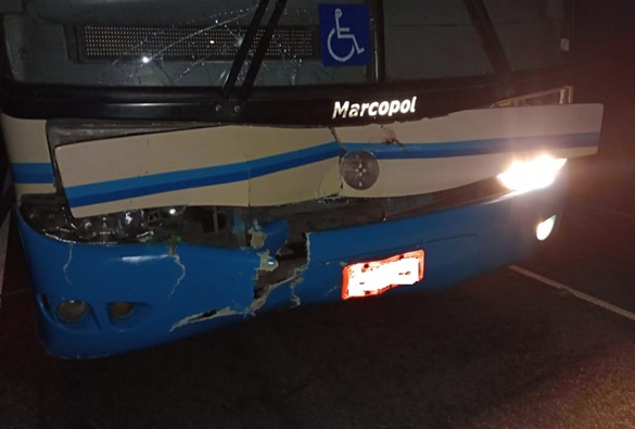 Animais soltos oferecem perigo para motoristas na Região Sudoeste