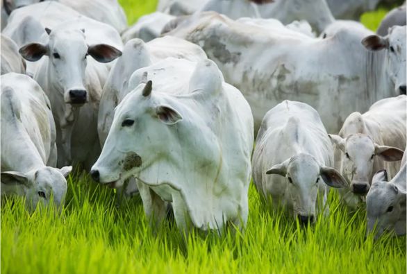 Alckmin diz que Brasil está livre da febre aftosa e não precisará mais vacinar rebanhos