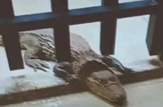 Jacaré é capturado por bombeiros na portaria do IFBA, em Brumado