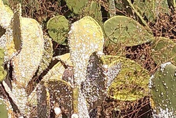 Praga é detectada pela Adab em plantação de palma em Dom Basílio