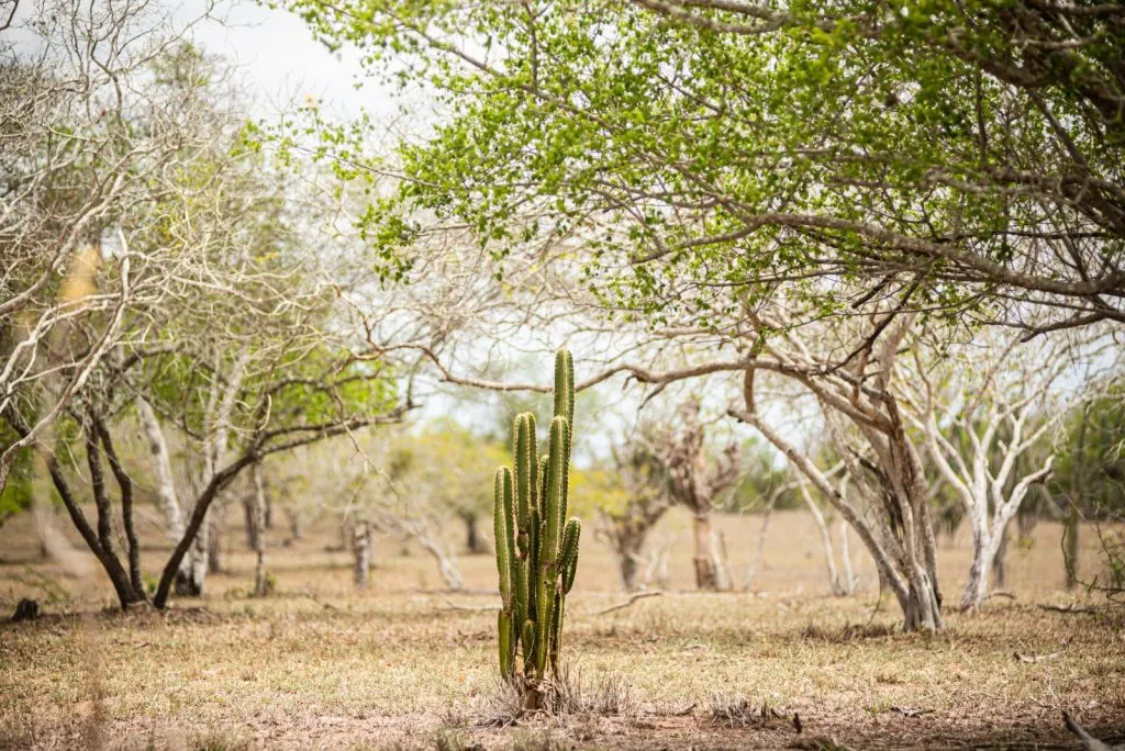 Governo da Bahia enviará alertas pelo WhatsApp a todos os 417 municípios por riscos do El Niño