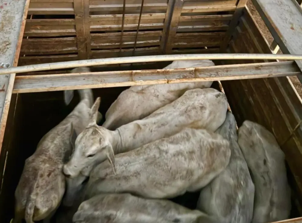 Polícia Rodoviária apreende veículo com transporte irregular de bovinos em Vitória da Conquista