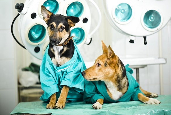 Especialista explica os benefícios da castração para cães e gatos