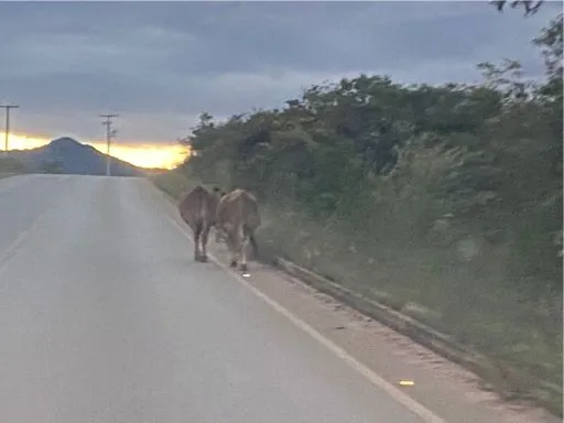 Animais soltos em rodovia acendem alerta após flagrante na BA-148 em Rio de Contas