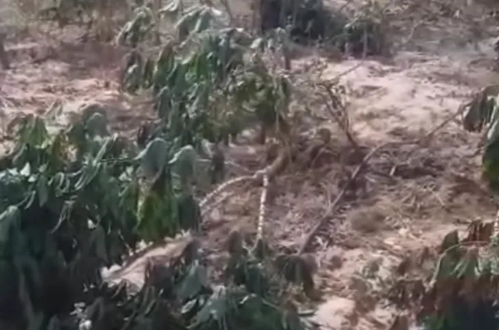 Mandioca é furtada de plantação em Dom Basílio