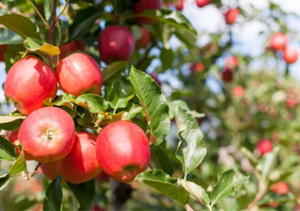 Produção de maçãs orgânicas traz inovação para o interior da Bahia