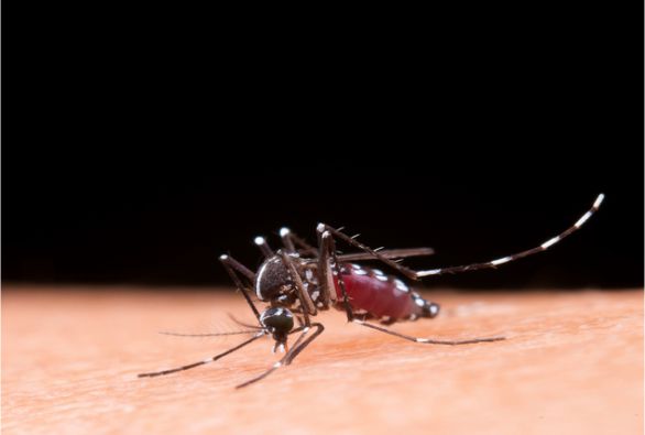 Quinta morte por dengue na Bahia é confirmada