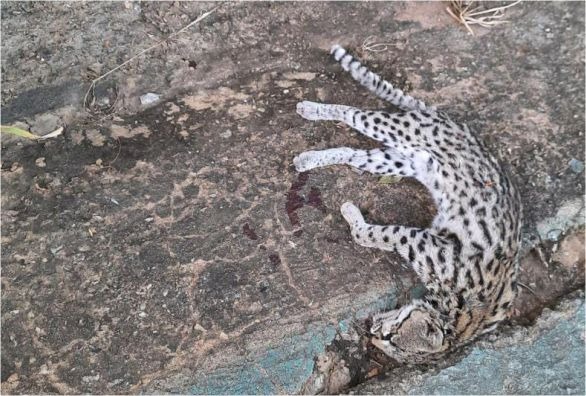 Gato do mato é encontrado morto em pista na Serra das Almas