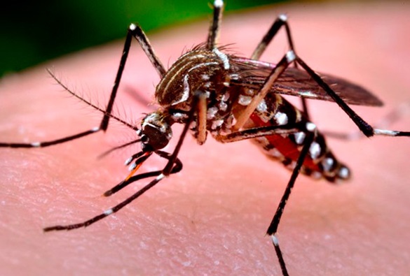 Bahia registra 67 mil prováveis casos de dengue, em 2019