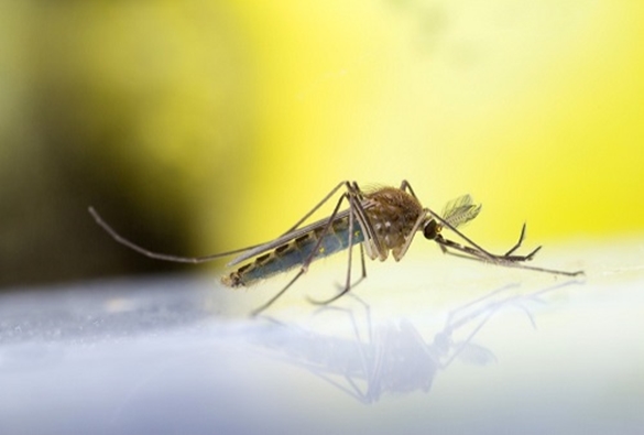 Fiocruz descobre que pernilongo pode transmitir zika