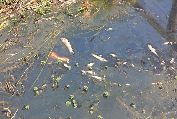 Peixes aparecem mortos no Rio Brumado na cidade de Rio de Contas