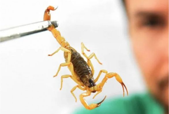 Bahia registra mais de 5 mil casos envolvendo escorpiões em 3 meses