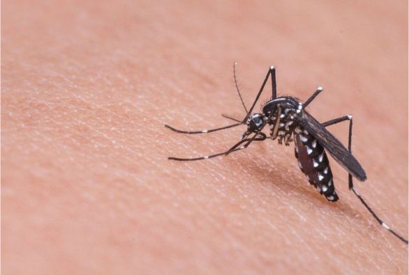 Município de Brumado confirma primeira morte por dengue em 2024