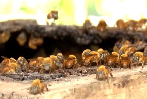 Pesquisadores da Uesb criam solução de baixo custo contra parasitas de abelhas sem ferrão