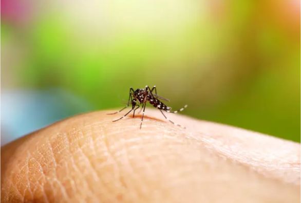 Brasil chega a 40 mortes por dengue, segundo o Ministério da Saúde